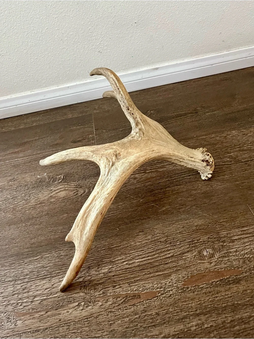 Natural Deer Antler Wall Accent - Cream Decorative Trophy